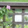 池と花