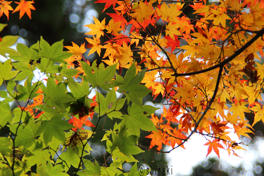 紅葉