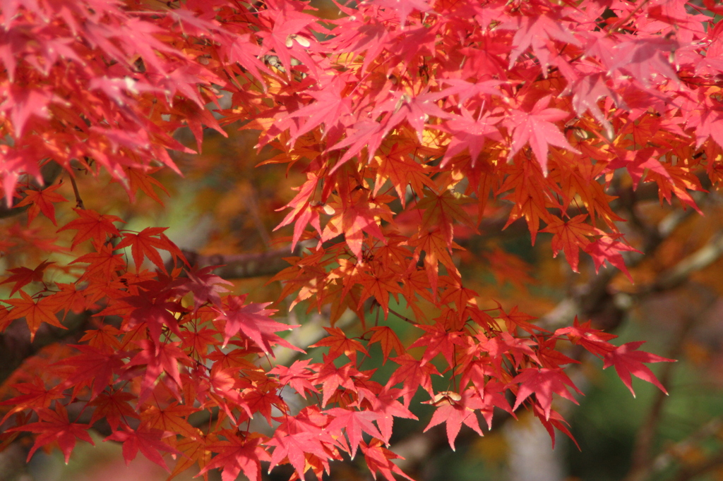 紅葉 その1