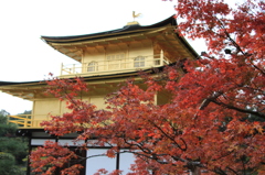 紅葉越しの金閣寺