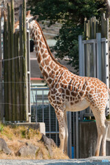 天王寺動物園