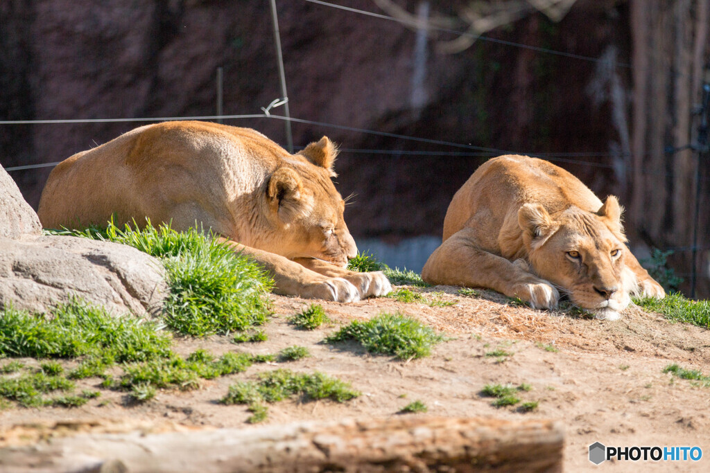 天王寺動物園