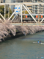 ７分咲き