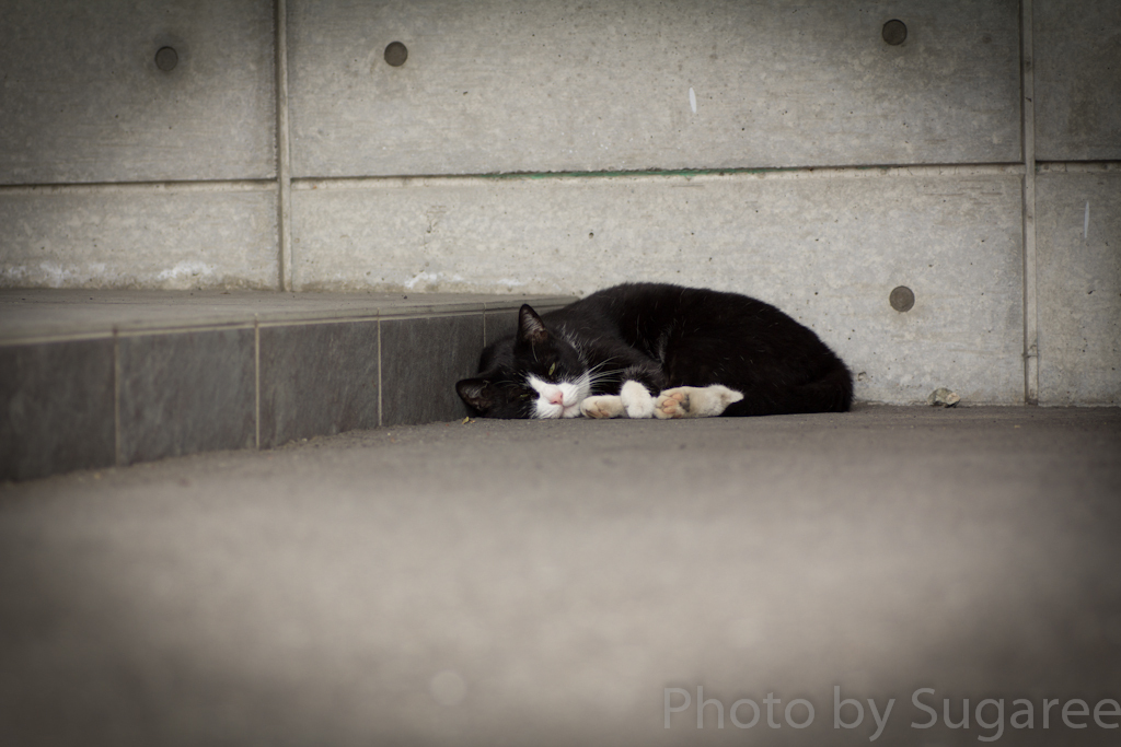 物憂げな猫