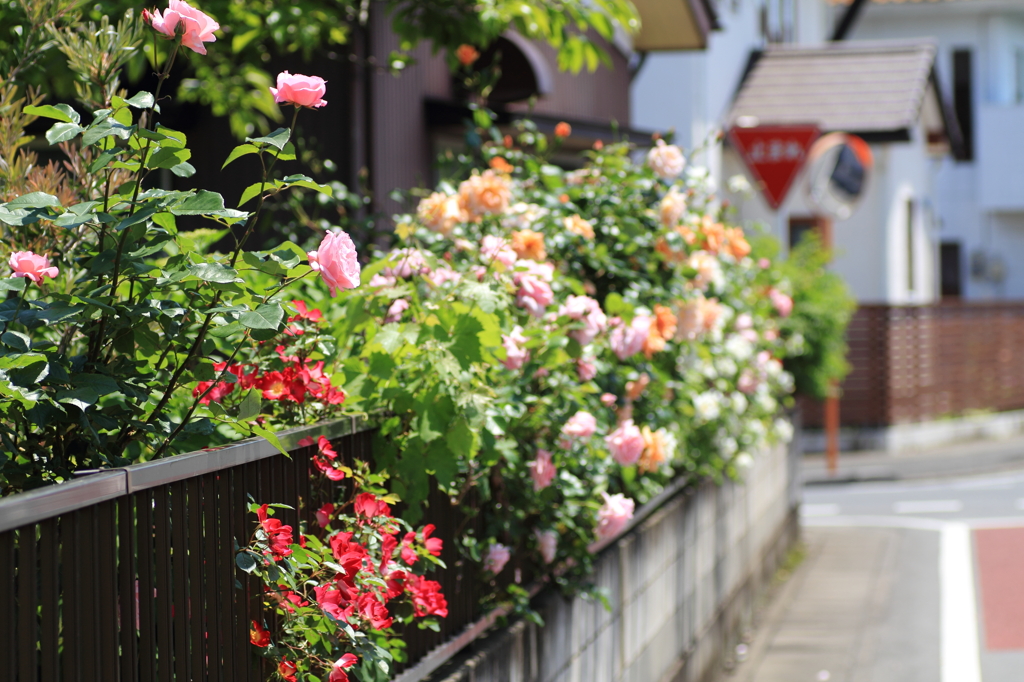 花ざかりの街角