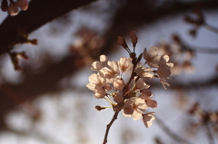 桜陰