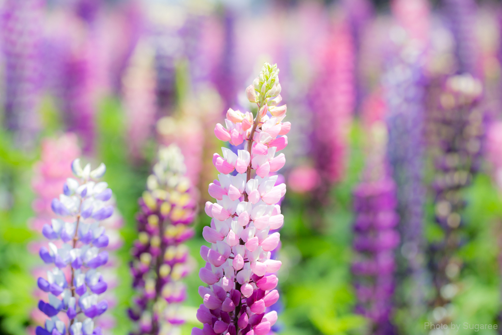 Lupinus