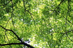 Fresh green leaves