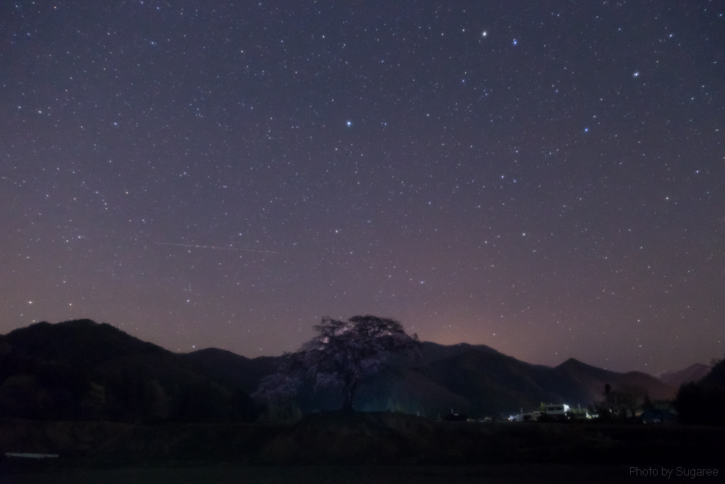 星月夜の一本桜