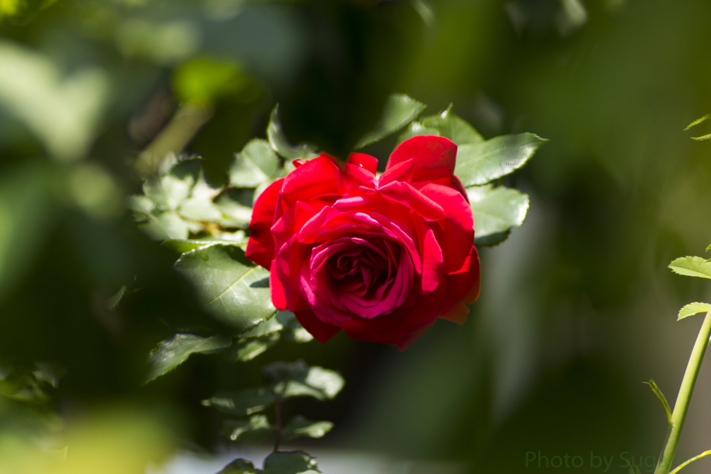 deep red