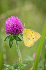 Colias erate Esper