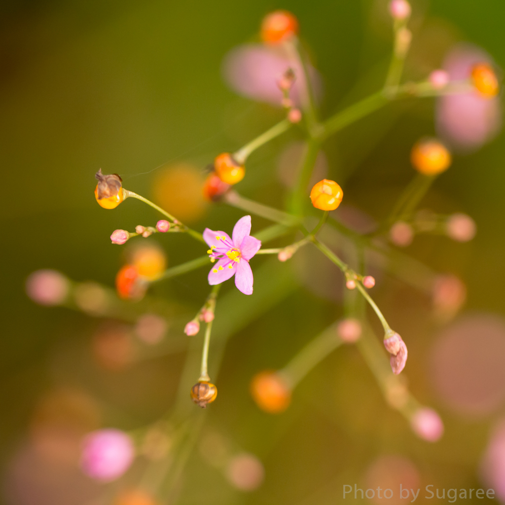 花火草