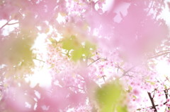 Sakura Filter