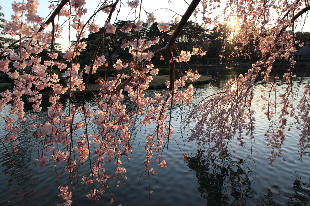 夕日と桜