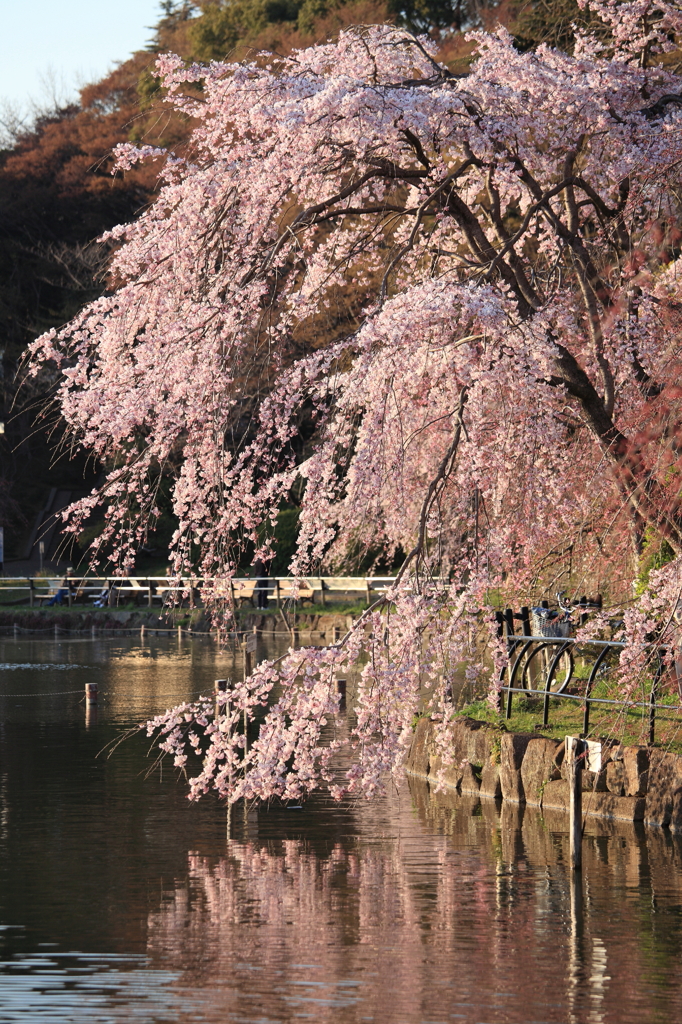 枝垂れ桜