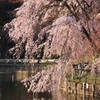 枝垂れ桜