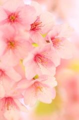 今年は遅咲きの河津桜