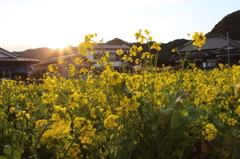 来年またきます