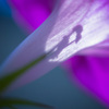 朝顔の蕊