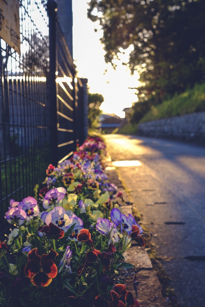 Roadside flower bed