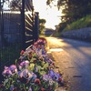 Roadside flower bed