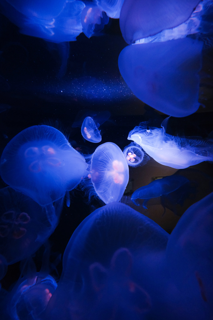 海月水槽
