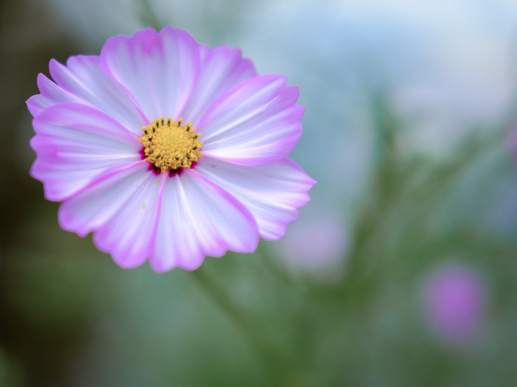 秋桜