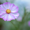 秋桜