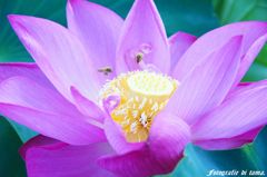 森川花ハス園03