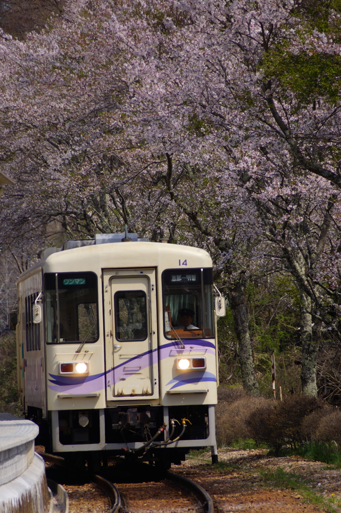 山岡駅の桜