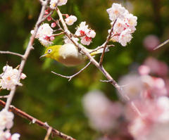 春よ来い♪