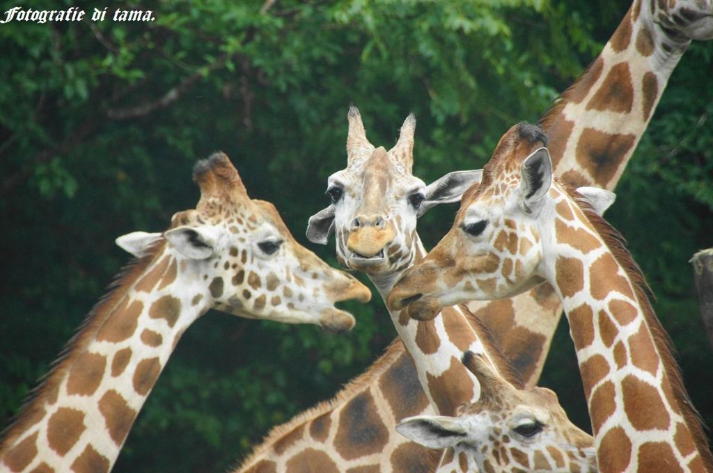 giraffe1