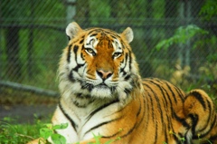 tiger1