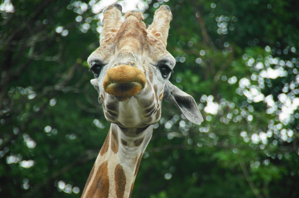 giraffe2
