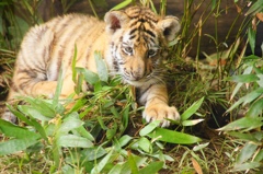 tigerbaby5