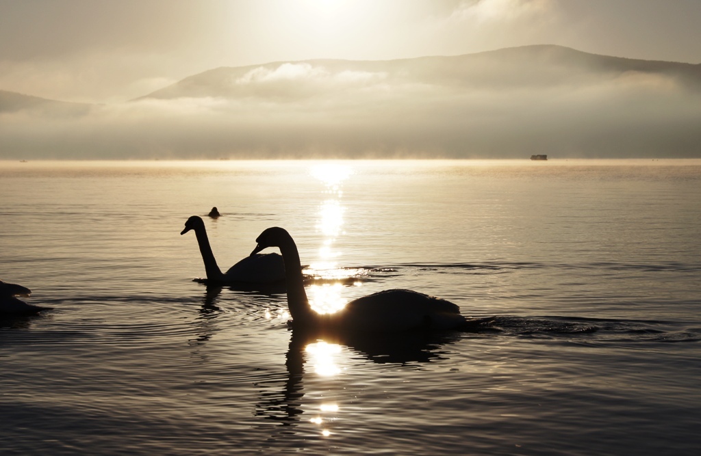 白鳥の湖