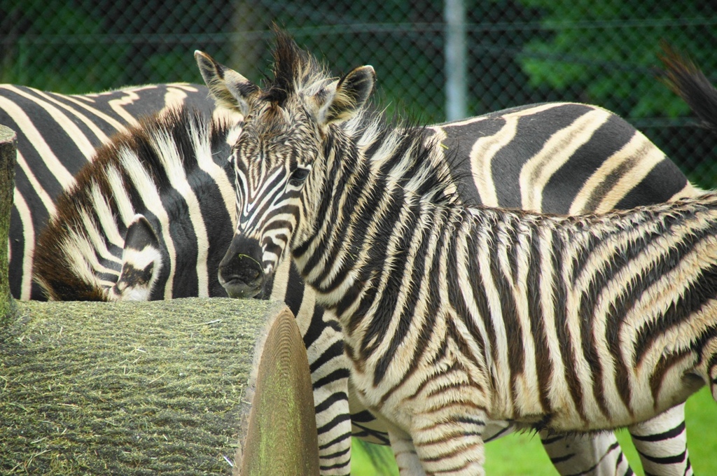 zebra1
