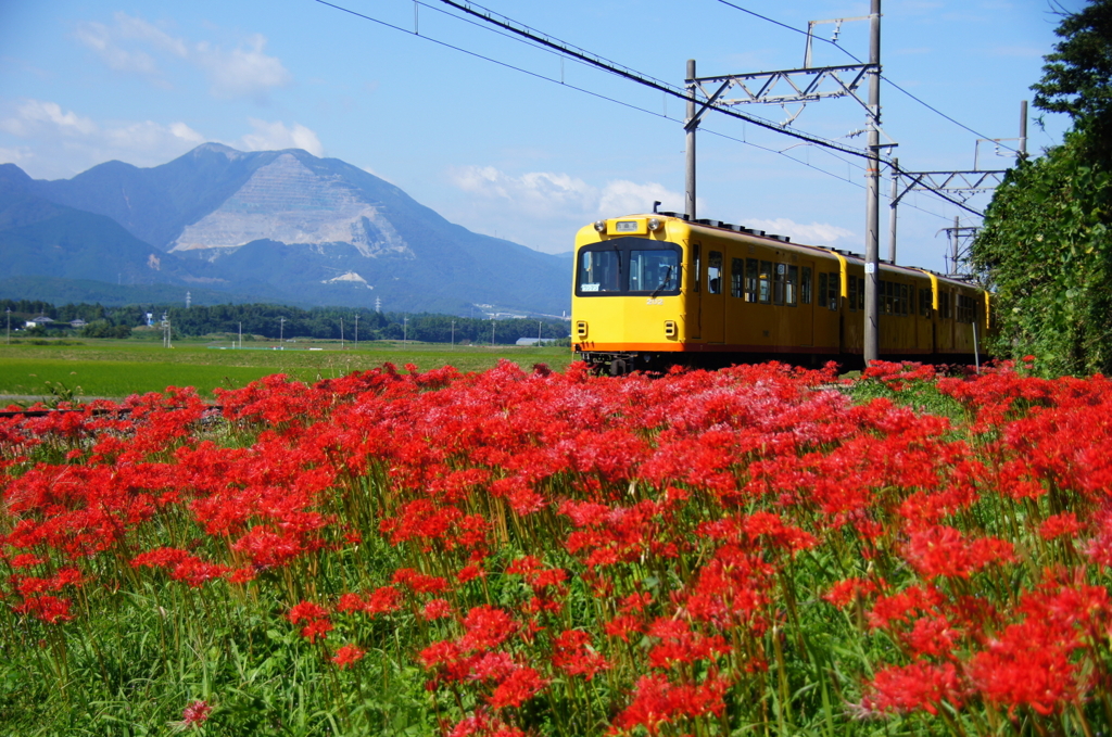 かわいい電車