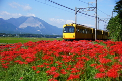 かわいい電車