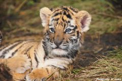 tigerbaby1
