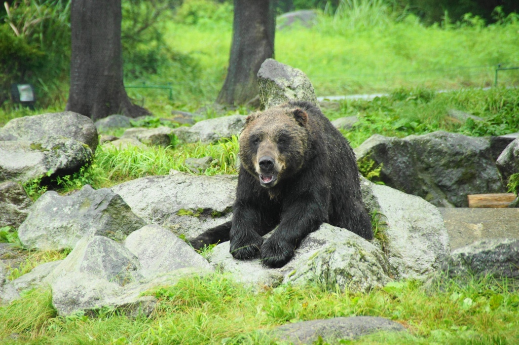 bear1