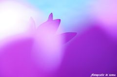 森川花ハス園17