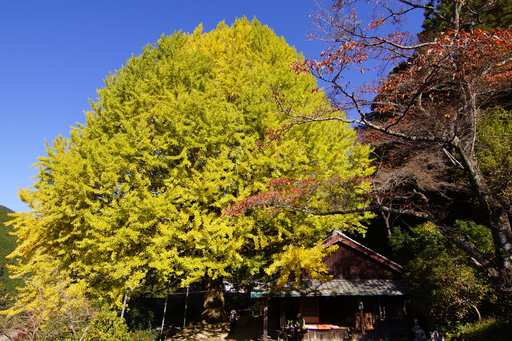 でっかいの！