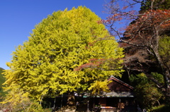 でっかいの！