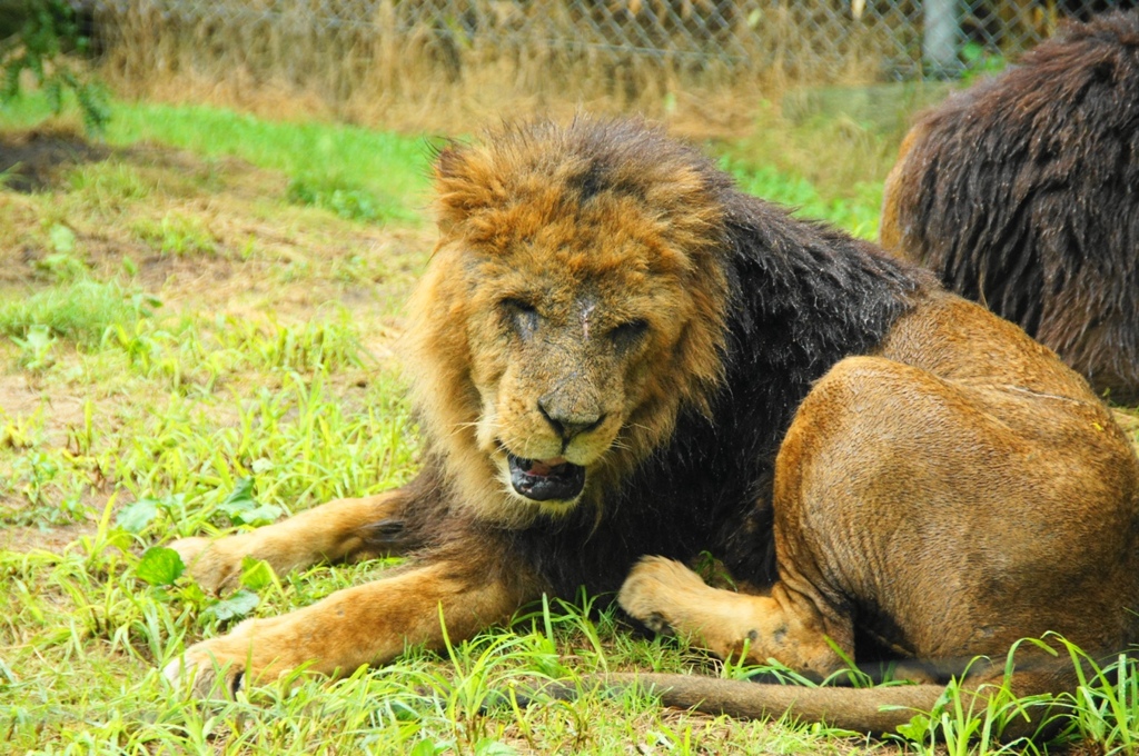 lion3