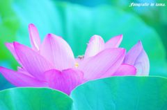 森川花ハス園02