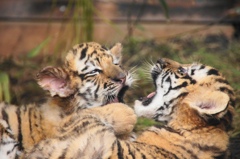 tigerbaby4