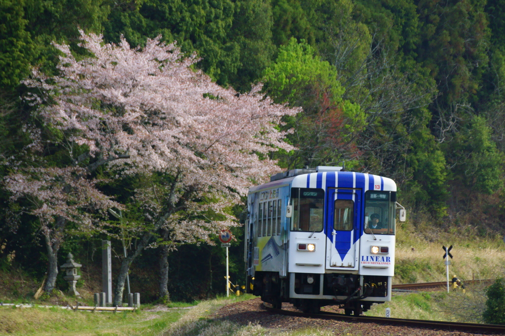 明知鉄道×桜