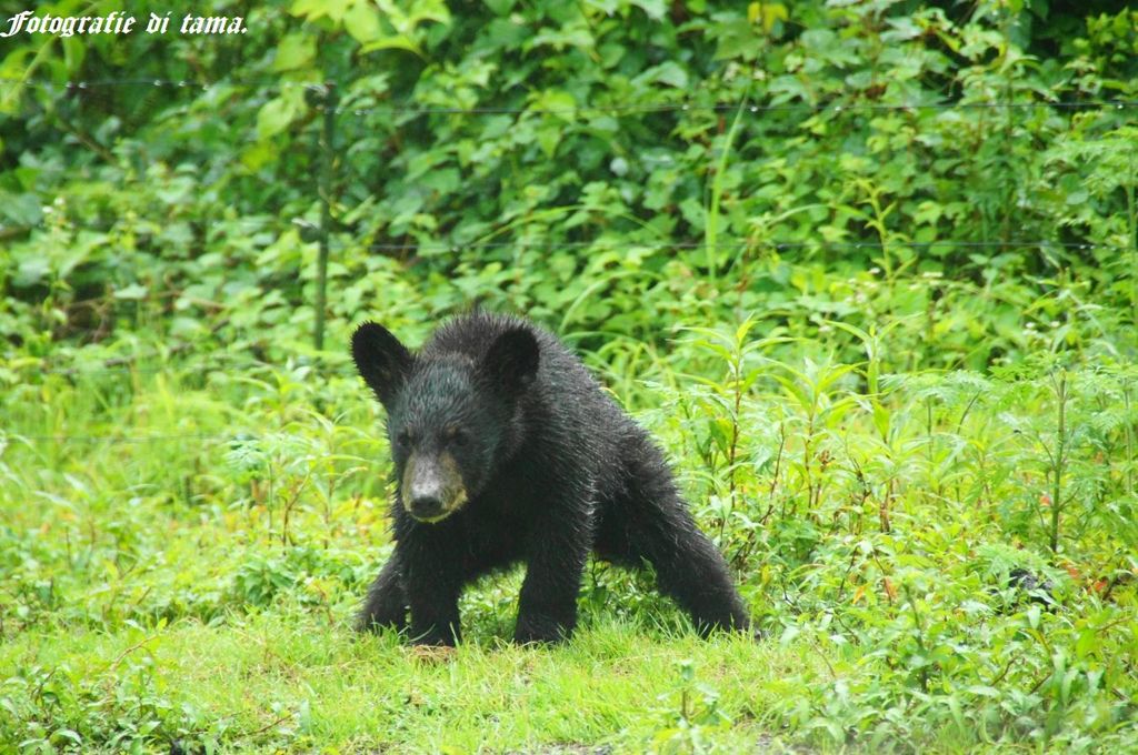 bearbaby1