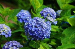 紫陽花ミッキー